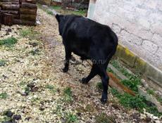 Срочно продаю бычка 