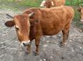 Село Члоу два бычка кастрированы цена 140