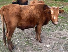 Село Члоу два бычка кастрированы цена 140