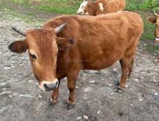Село Члоу два бычка кастрированы цена 140