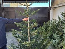 Елки красивые пышные 