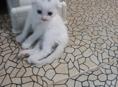 Продаётся котёнок