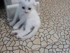 Продаётся котёнок