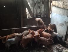 Поросята домашние