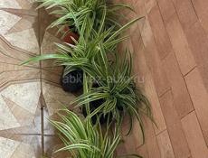 Продаю хлорофитумы