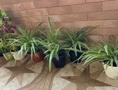 Продаю хлорофитумы