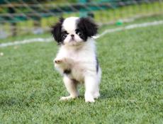 Японский хин, питомник