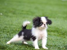 Японский хин, питомник