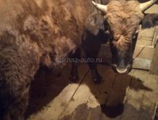 Продается бык. 
