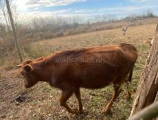 Теленок 2 года 