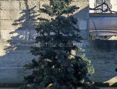 Ёлка новогодняя 2м