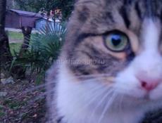 Ищу в хорошие руки 