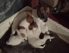 Щенки Джек Рассел терьер