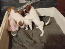 Щенки Джек Рассел терьер