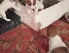 Щенки Джек Рассел терьер