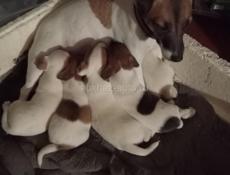 Щенки Джек Рассел терьер