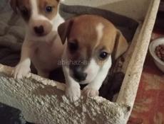 Щенки Джек Рассел терьер