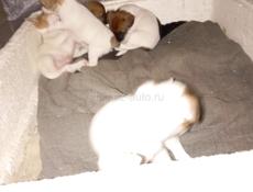 Щенки Джек Рассел терьер