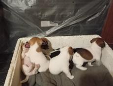 Щенки Джек Рассел терьер