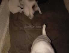 Щенки Джек Рассел терьер