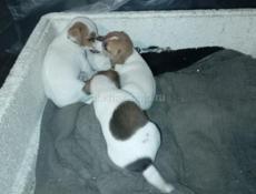 Щенки Джек Рассел терьер