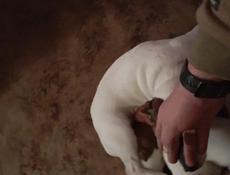 Щенки Джек Рассел терьер