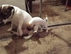 Щенки Джек Рассел терьер