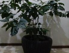 КИТАЙСКАЯ РОЗА 