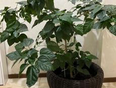 КИТАЙСКАЯ РОЗА 