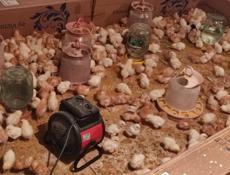 Продаю цыплят породы Ломан Браун (несушки)