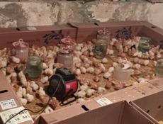 Продаю цыплят породы Ломан Браун (несушки)