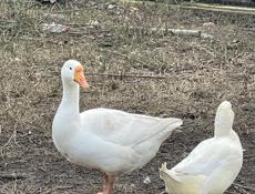 Петухи куры цыплята индюшки 