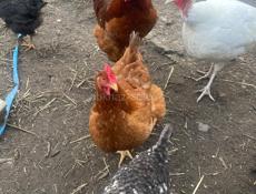 Петухи куры цыплята индюшки 