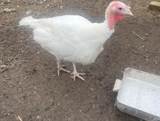 Петухи куры цыплята индюшки 