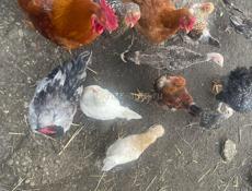 Петухи куры цыплята индюшки 