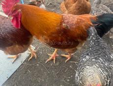 Петухи куры цыплята индюшки 