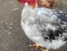 Петухи куры цыплята индюшки 