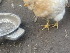 Петухи куры цыплята индюшки 