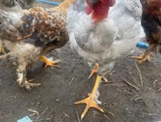 Петухи куры цыплята индюшки 