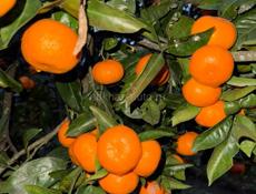 Продаю Мандарины 🍊🍊🍊🍊🍊🍊🍊🍊🍊🍊🍊🍊🍊🍊🍊🍊 