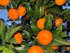 Продаю Мандарины 🍊🍊🍊🍊🍊🍊🍊🍊🍊🍊🍊🍊🍊🍊🍊🍊 