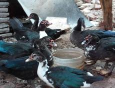 местная утка