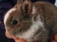 Карликовые кролики.