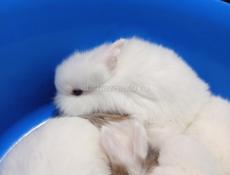 Карликовые кролики.