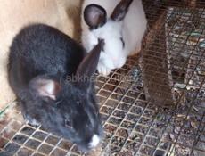Кролики больших пород.