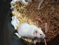 Сирийские джунгарские хомяки.