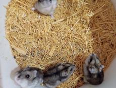 Сирийские джунгарские хомяки.