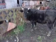 Бычок 160-170 кг