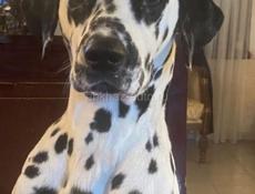 Потерялась собака породы далматинец , на шее красный ошейник  в районе рынка  зовут Бим 