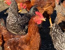 Домашние куры 